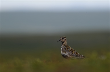 The Arctic is greening, bird populations are declining: Is there a link?